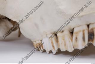 animal skull teeth 0016